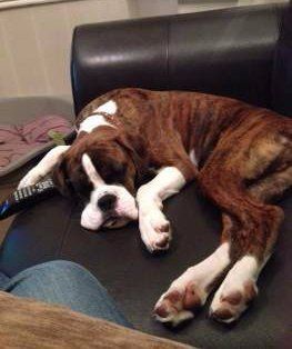 funny Boxer dog sleeping on chair