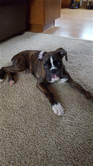 Boxer dog dark brindle