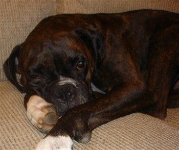 dark-brindle-boxer-dog