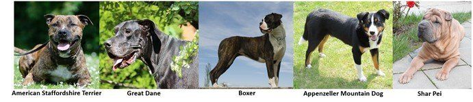 dog breeds in Molosser group