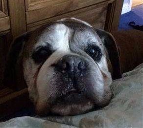 13 year old senior Boxer dog