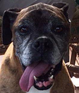 healthy senior boxer dog, male