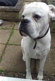 senior white Boxer dog, 12 years old