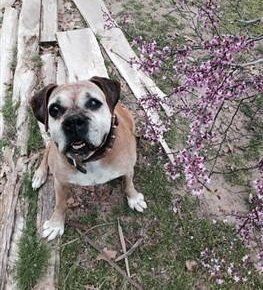 Boxer dog, 14 years, 4 months, 20 days