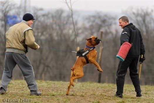 european-boxer-dog