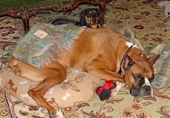 boxer-dog-at-shelter