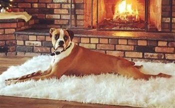 Boxer-dog-docked-tail