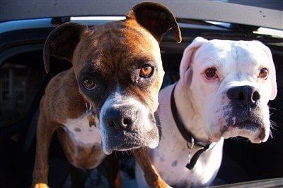fawn-boxer-and-white-boxer