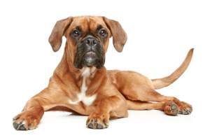 Fawn Boxer dog