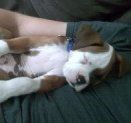Parti colored Boxer puppy