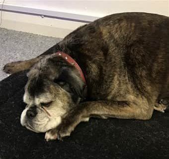 old-14-year-boxer-dog