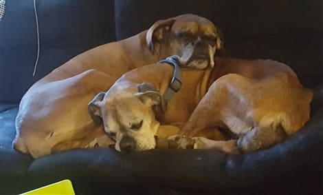 female Boxer dog 14 years old