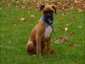 1 year old Boxer dog