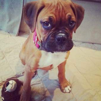 Fruits a Boxer dog can eat