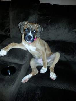 Fun photo of Boxer dog