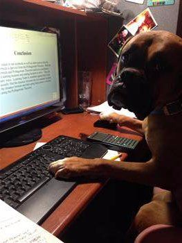 funny Boxer dog