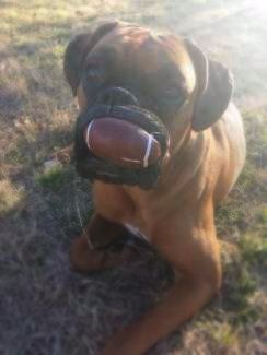 two year old Boxer dog big lips