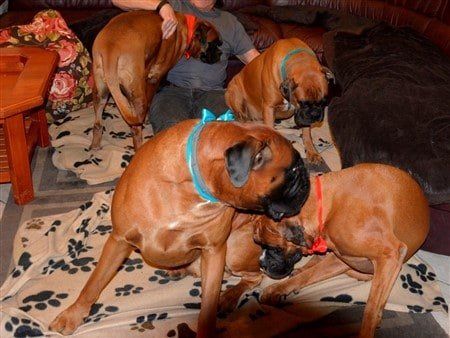 group-of-IPO-Boxer-dogs-at-home
