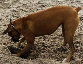 Healthy Boxer dog