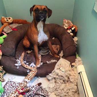 hyper Boxer dog
