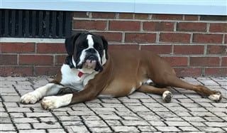 large Boxer dog