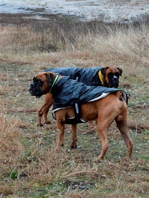 male-and-female-IPO-Boxers