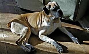 male-boxer-diagnosed-with-DM-11-yrs-old