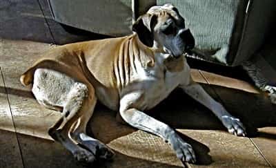 male-boxer-diagnosed-with-DM-11-yrs-old