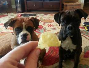 Two Boxer Dogs