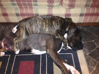 mother and son Boxer dogs