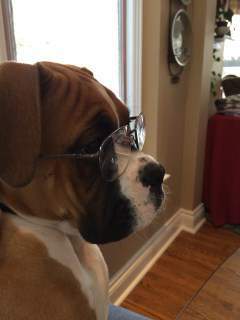 nice photo of Boxer dog