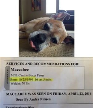 The oldest documented Boxer dog - 16 yrs, 9 months