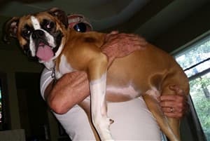 owner-holding-boxer-dog