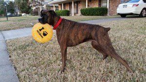 perfect Boxer dog