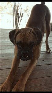 pleading-expression-on-boxer-dog