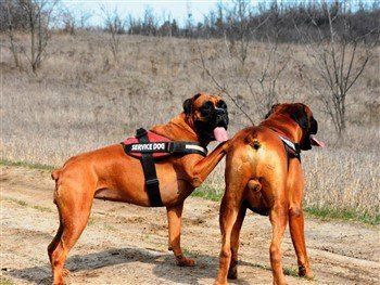 red-boxer-dog