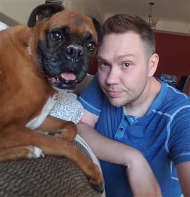 Boxer dog, rescued, 13 yr, 3 month