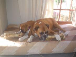 Adult and puppy Boxer dogs