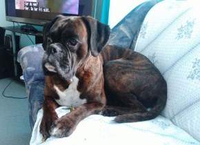 Boxer dog from Iceland