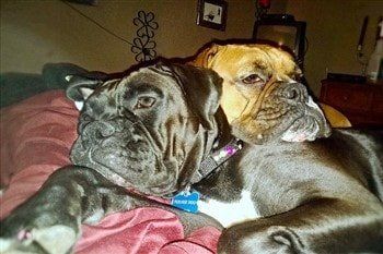 seal-color-boxer-dog