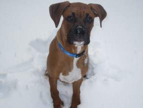 Boxer dog in snow