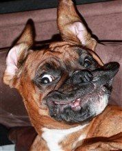 boxer-dog-expression-serious