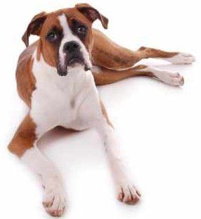 Skinny Boxer dog