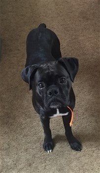 solid-black-boxer-dog-actually-brindle