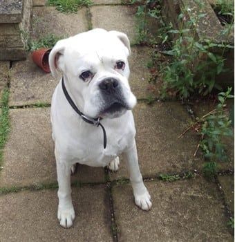 solid-white-boxer-dog-
