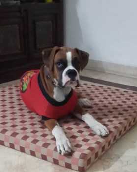 Boxer wearing coat