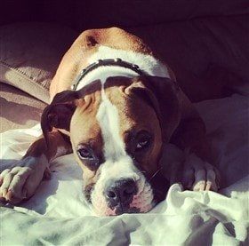 symmetrical-white-on-boxer-dog-face