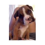 Boxer puppy