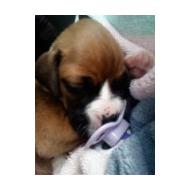 Boxer newborn puppy