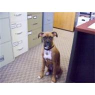 Adult Boxer dog